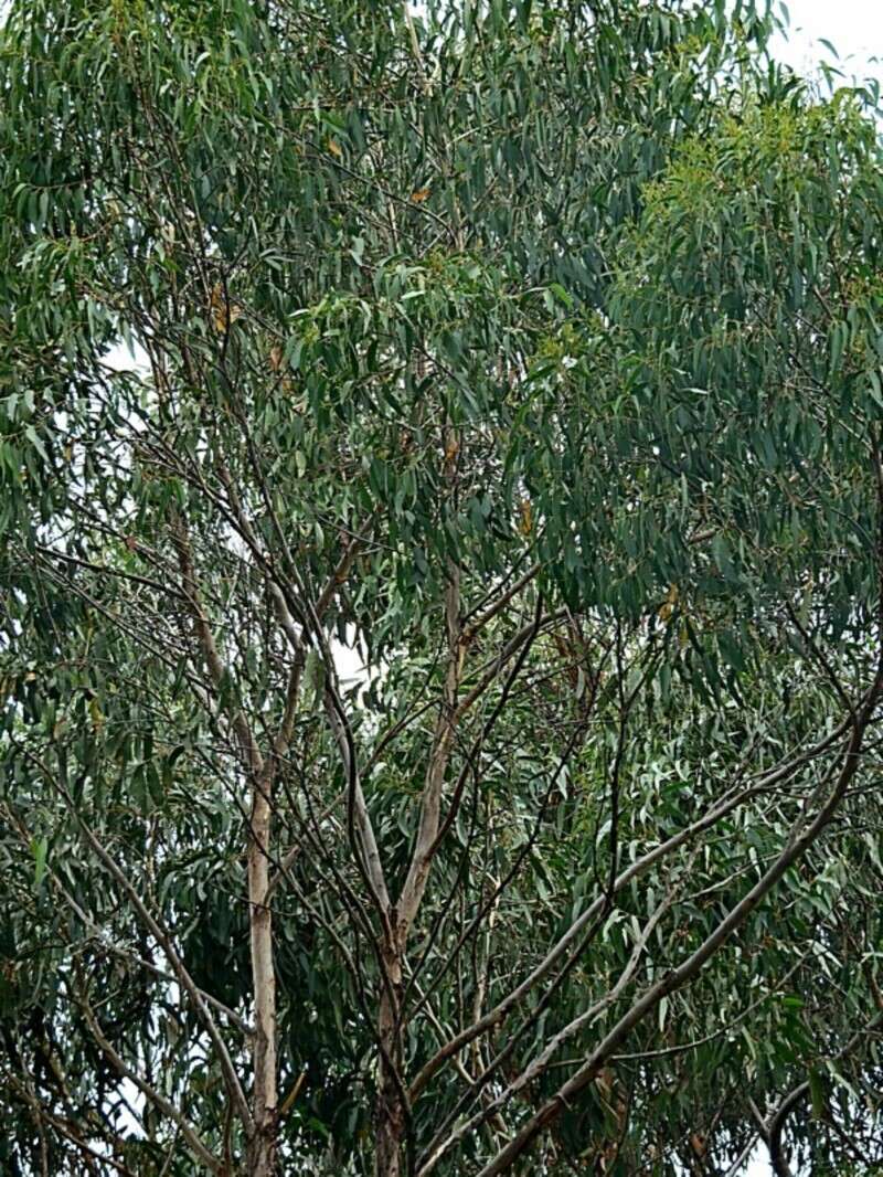 Image of blue-leaf stringybark