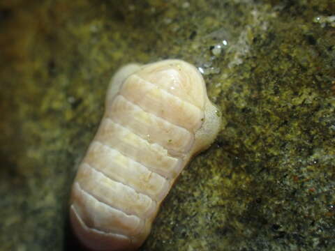 Image of Leptochiton rugatus (Carpenter ex Pilsbry 1892)