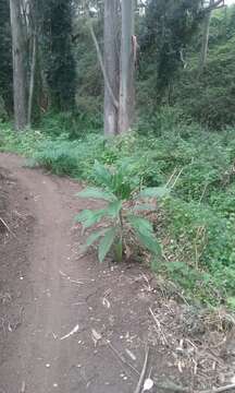 Imagem de Echium pininana Webb & Berth.