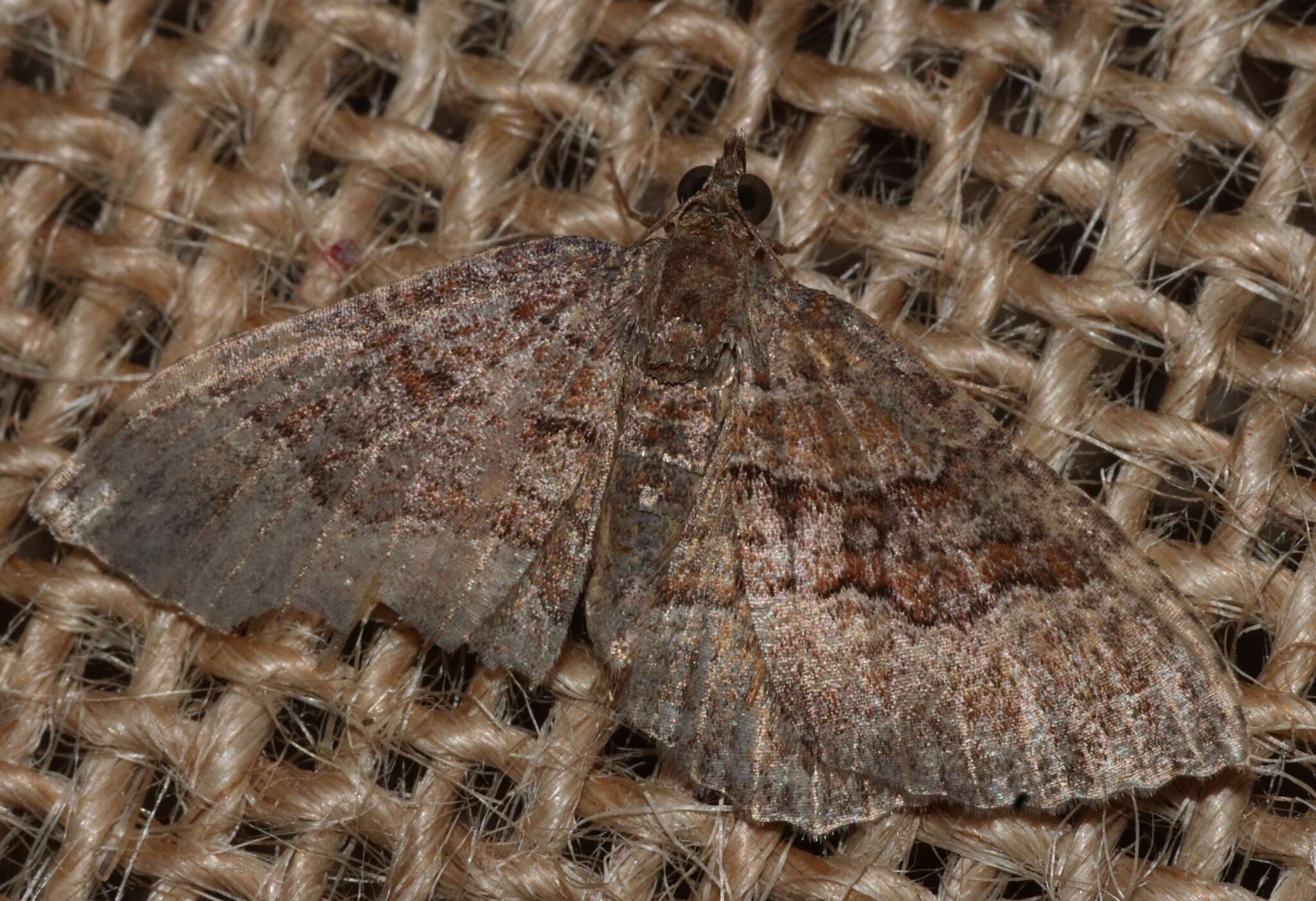 Image of Chrysolarentia euphileta (Turner 1907)