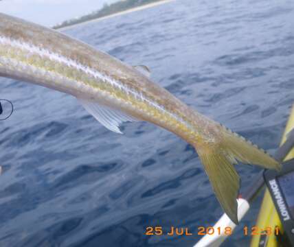 Image of Brushtooth lizardfish