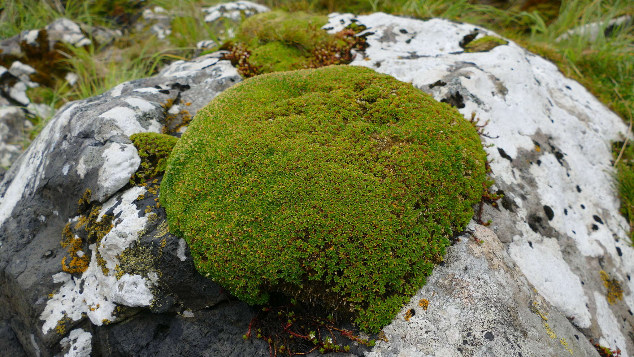 Image of Colobanthus muscoides Hook. fil.