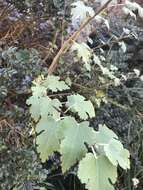 Image of Mountain Ribbon Wood