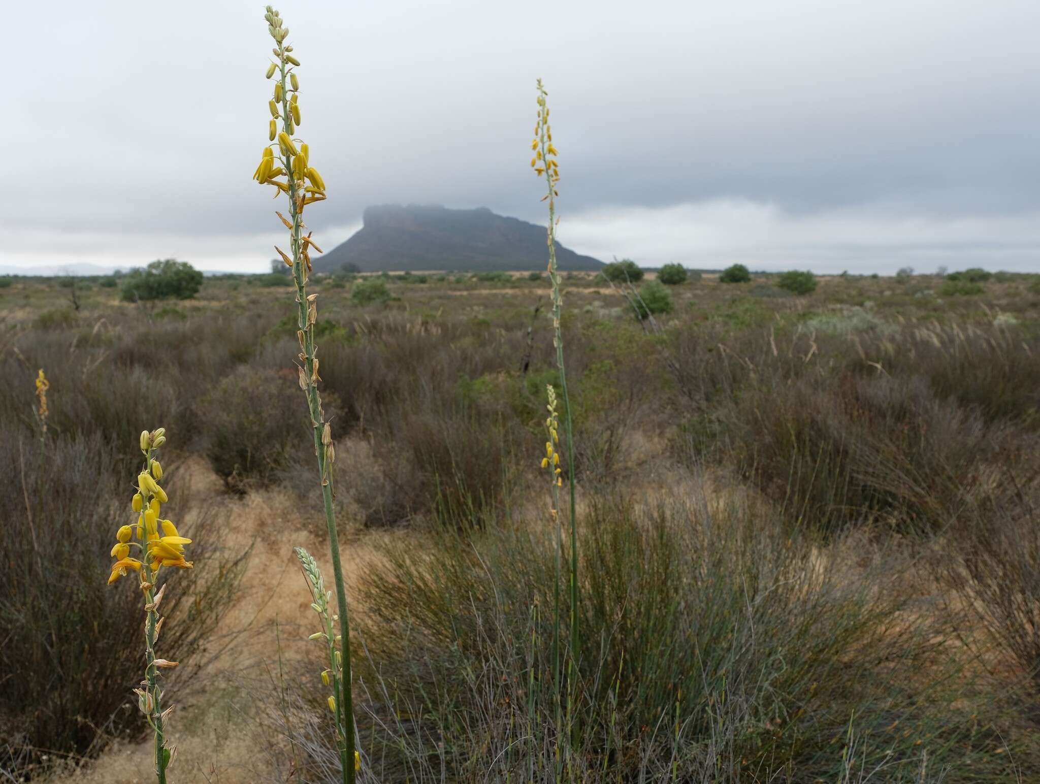 Image de Albuca clanwilliamae-gloria U. Müll.-Doblies