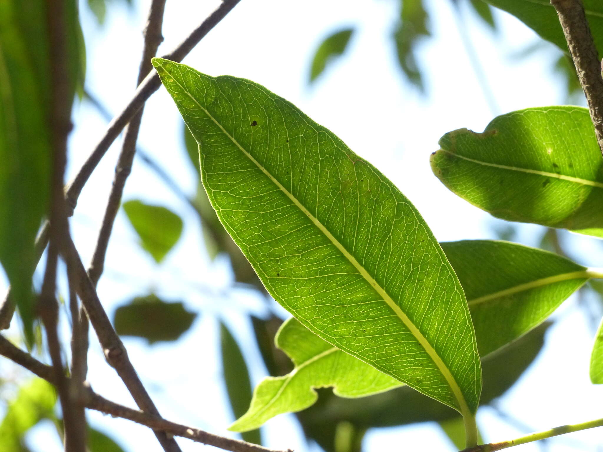 Image de Syzygium salicifolium (Wight) J. Grah.