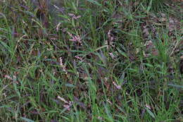 Image of field smartweed