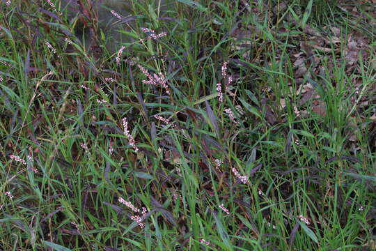 Imagem de Persicaria segetum (Kunth) Small