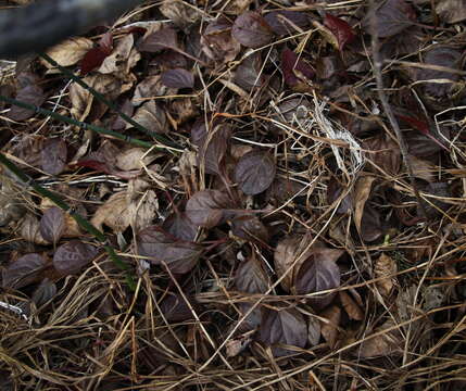 Image de Pyrola asarifolia subsp. incarnata (DC.) E. Murr.