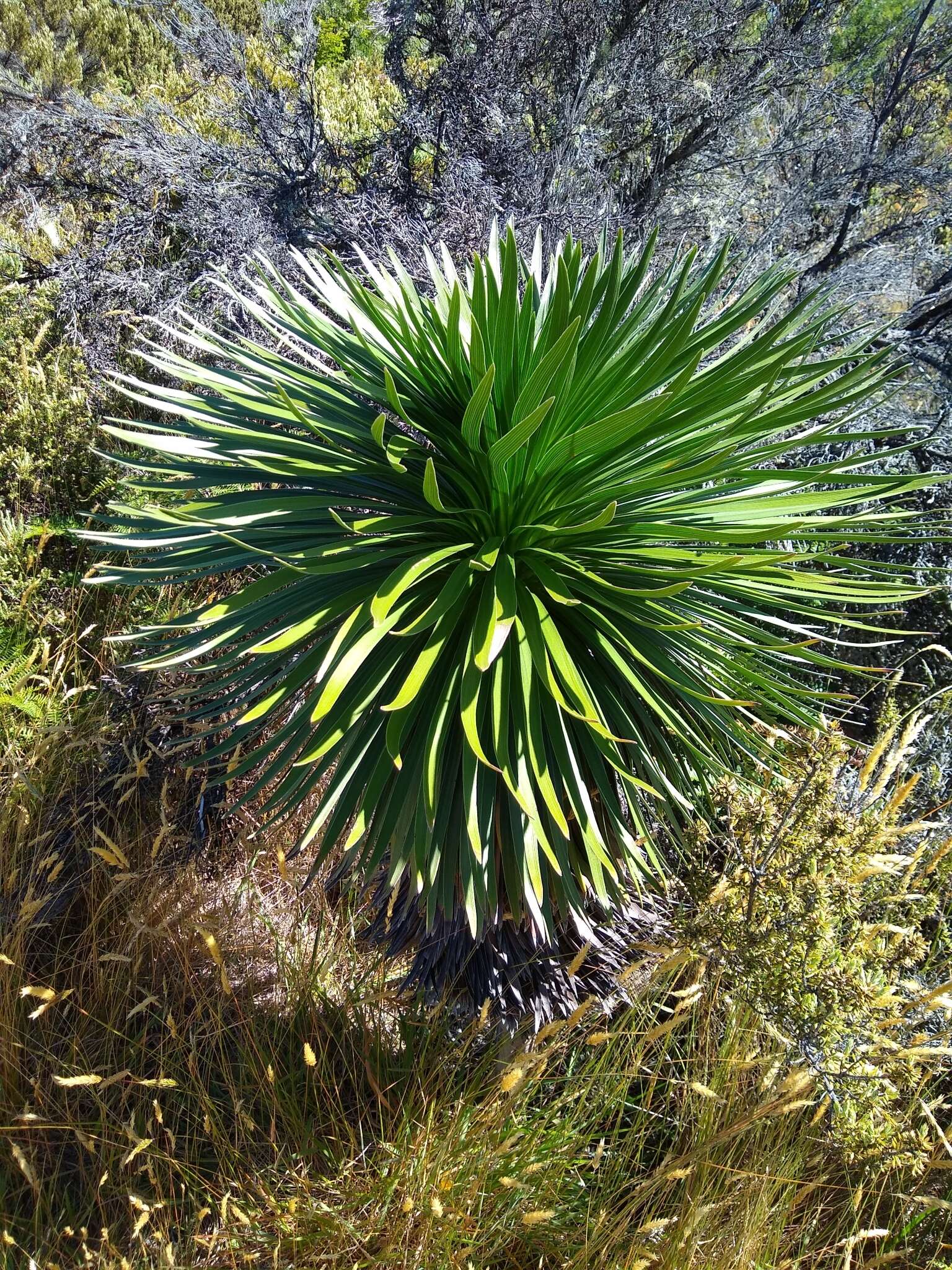 Слика од Argyroxiphium grayanum (Hillebr.) Deg.