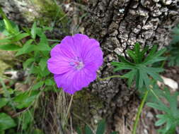 Image of bloody geranium