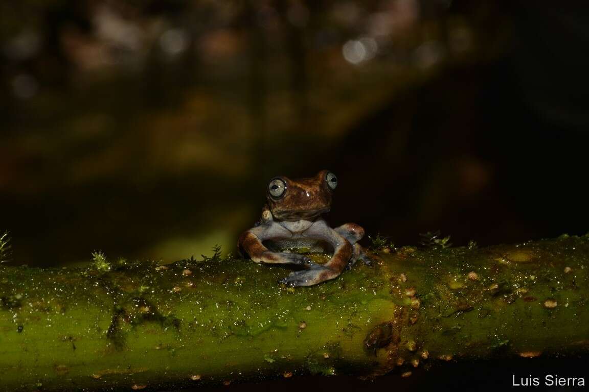 Image of Hyloscirtus antioquia Rivera-Correa & Faivovich 2013