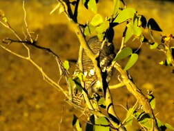 Image of African Barred Owlet