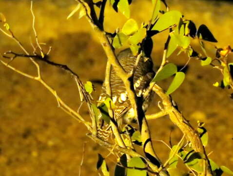 Image of African Barred Owlet