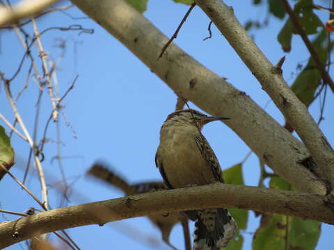 Image of Veracruz Wren