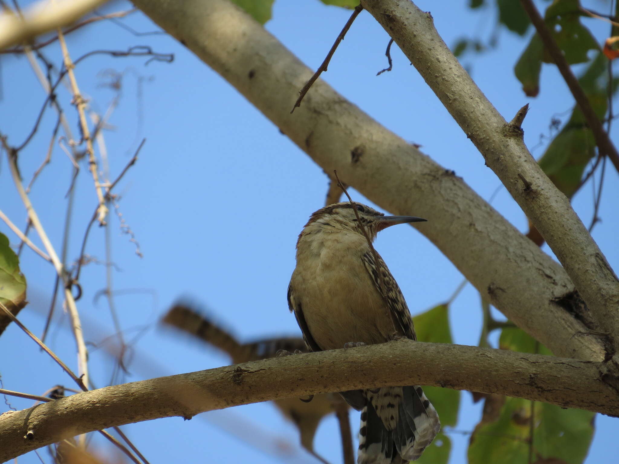 Image of Veracruz Wren