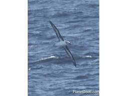 Image of Grey-headed Albatross