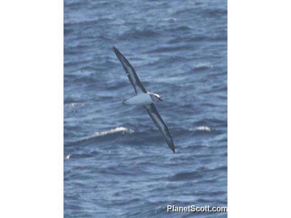 Image of Grey-headed Albatross