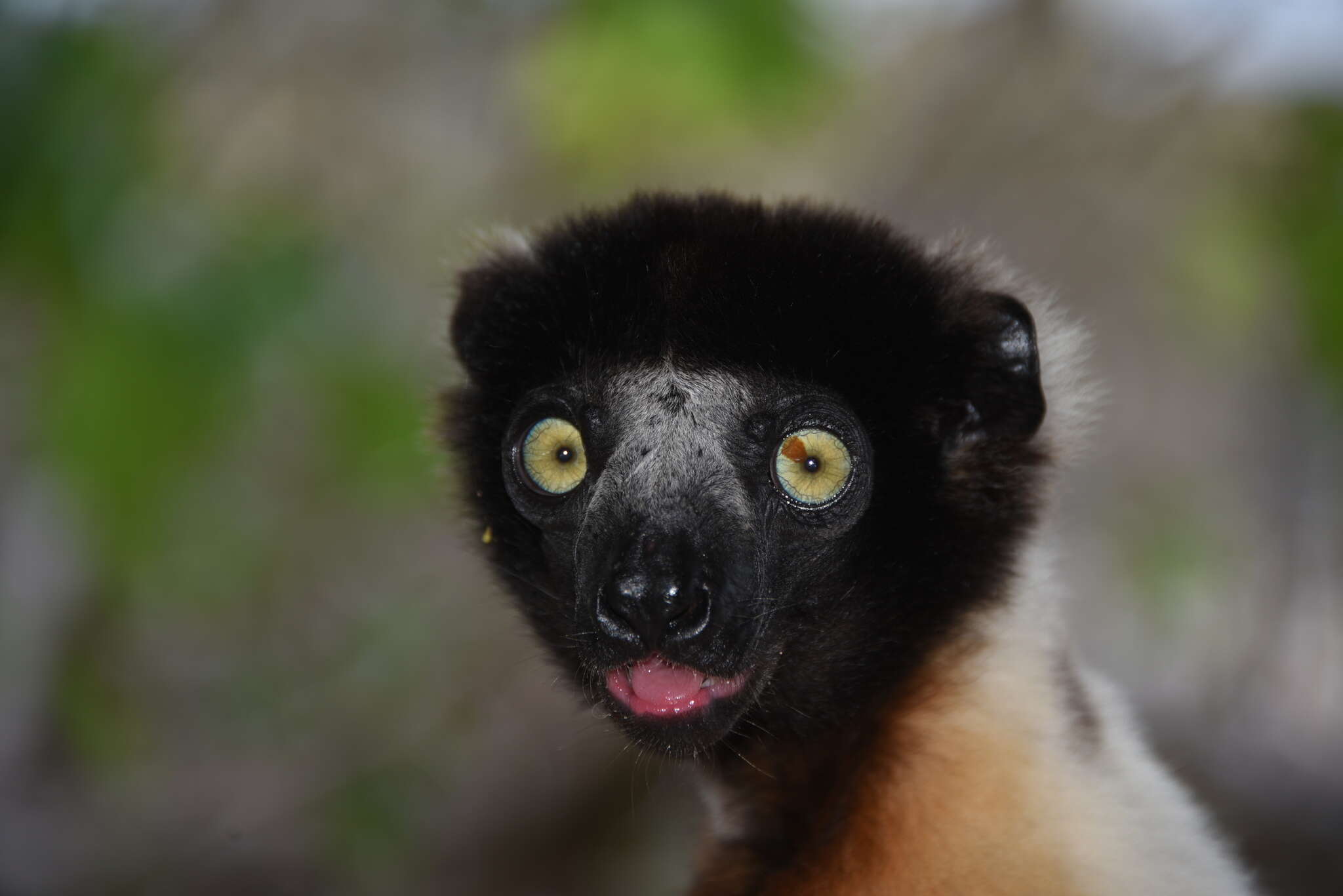 Image of Crowned Sifaka