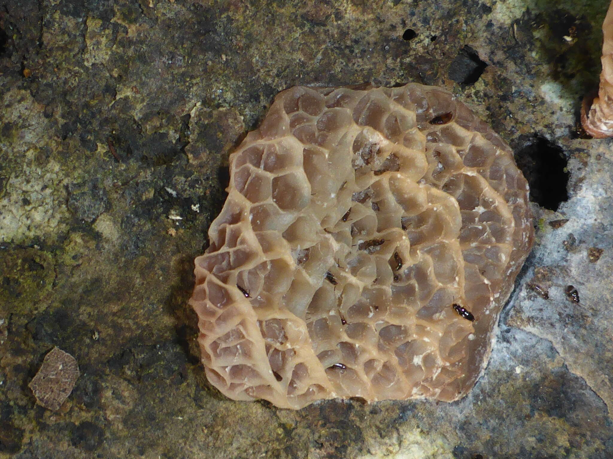 Image of Auricularia delicata (Mont. ex Fr.) Henn. 1893