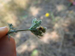 Plancia ëd Cassida (Mionycha) subreticulata Suffrian 1844