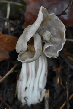 Image of Helvella maculata N. S. Weber 1975