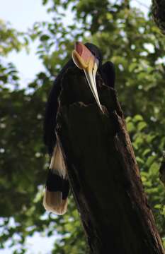 Image of Rhinoceros Hornbill