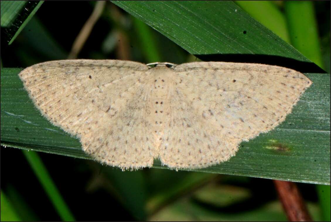 Слика од Poecilasthena anthodes Meyrick 1891