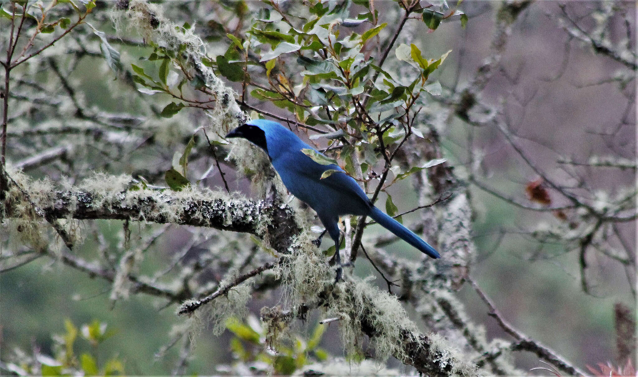 Image of Black-collared Jay