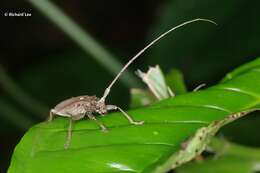 Image de Acalolepta rusticatrix (Fabricius 1801)