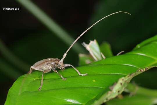 Image of Acalolepta rusticatrix (Fabricius 1801)