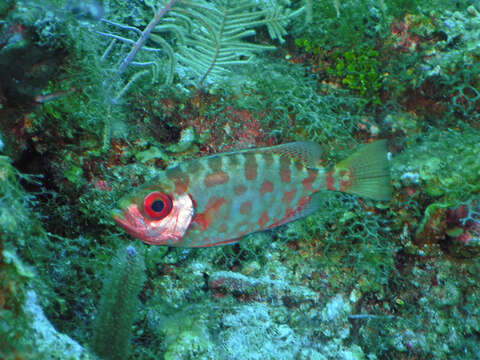 Image of Heteropriacanthus