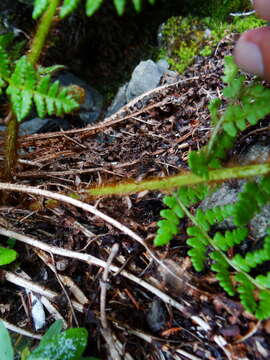 Image of Dryopteris komarovii Kossinsky