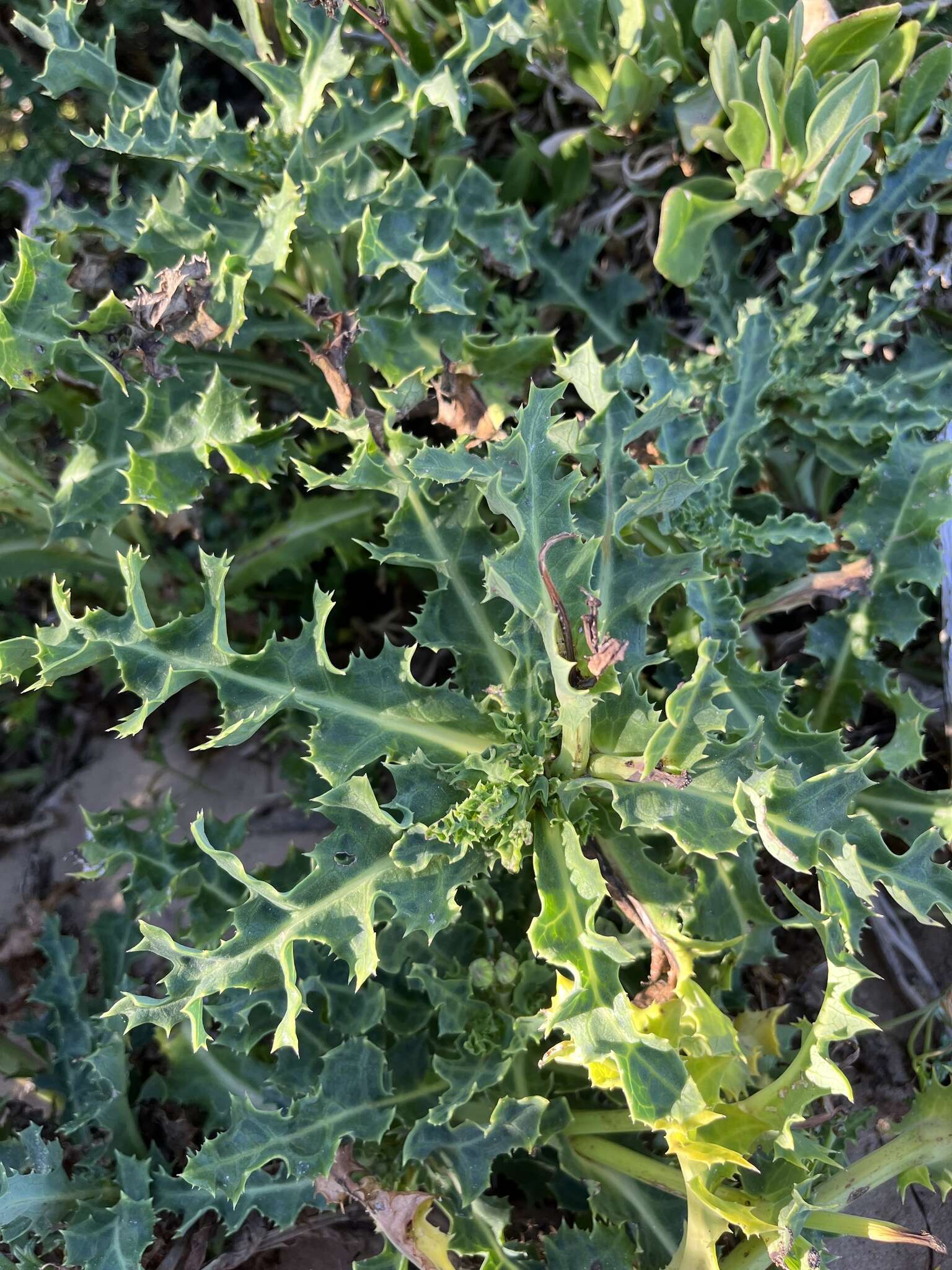 Sonchus megalocarpus (Hook. fil.) J. Black resmi