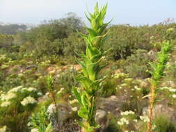Image of Cliffortia heterophylla Weim.
