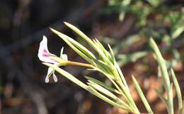 Image of Pelargonium laevigatum (L. fil.) Willd.