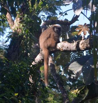 Image of Black-fronted Titi Monkey