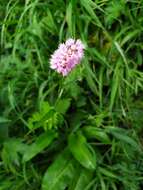 Image of Bistorta officinalis subsp. carnea (C. Koch) Sojak.