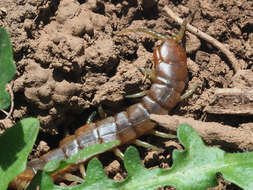 Image of Scolopendra cretica Lucas 1853