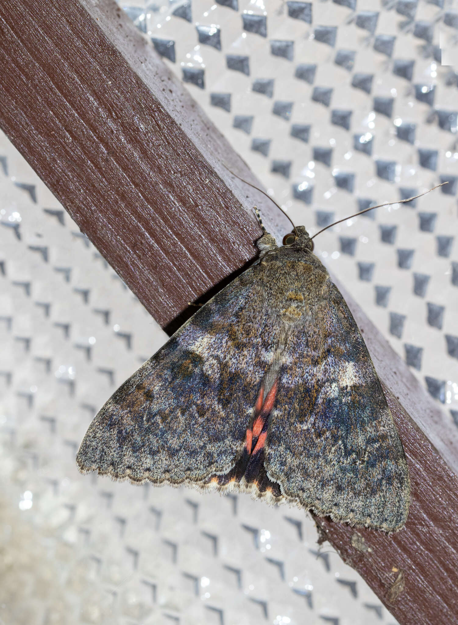 Image of french red underwing