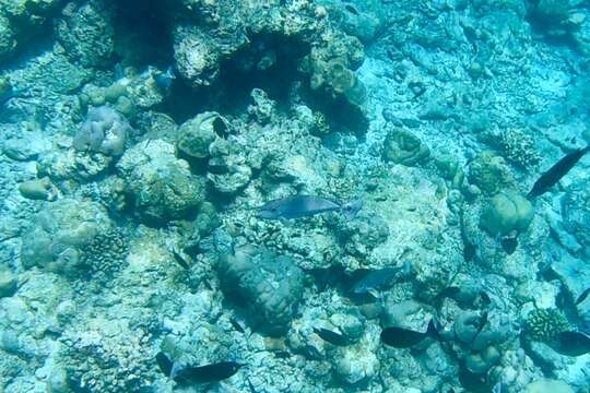 Image of Brown Unicornfish