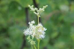 Image de Filipendula ulmaria subsp. denudata (J. & C. Presl) Hayek