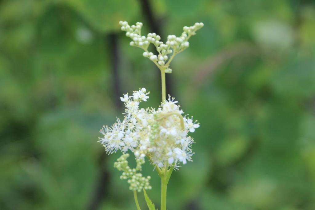 Plancia ëd Filipendula ulmaria subsp. denudata (J. & C. Presl) Hayek