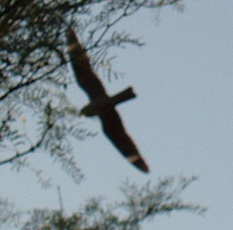 Image of Lesser Nighthawk