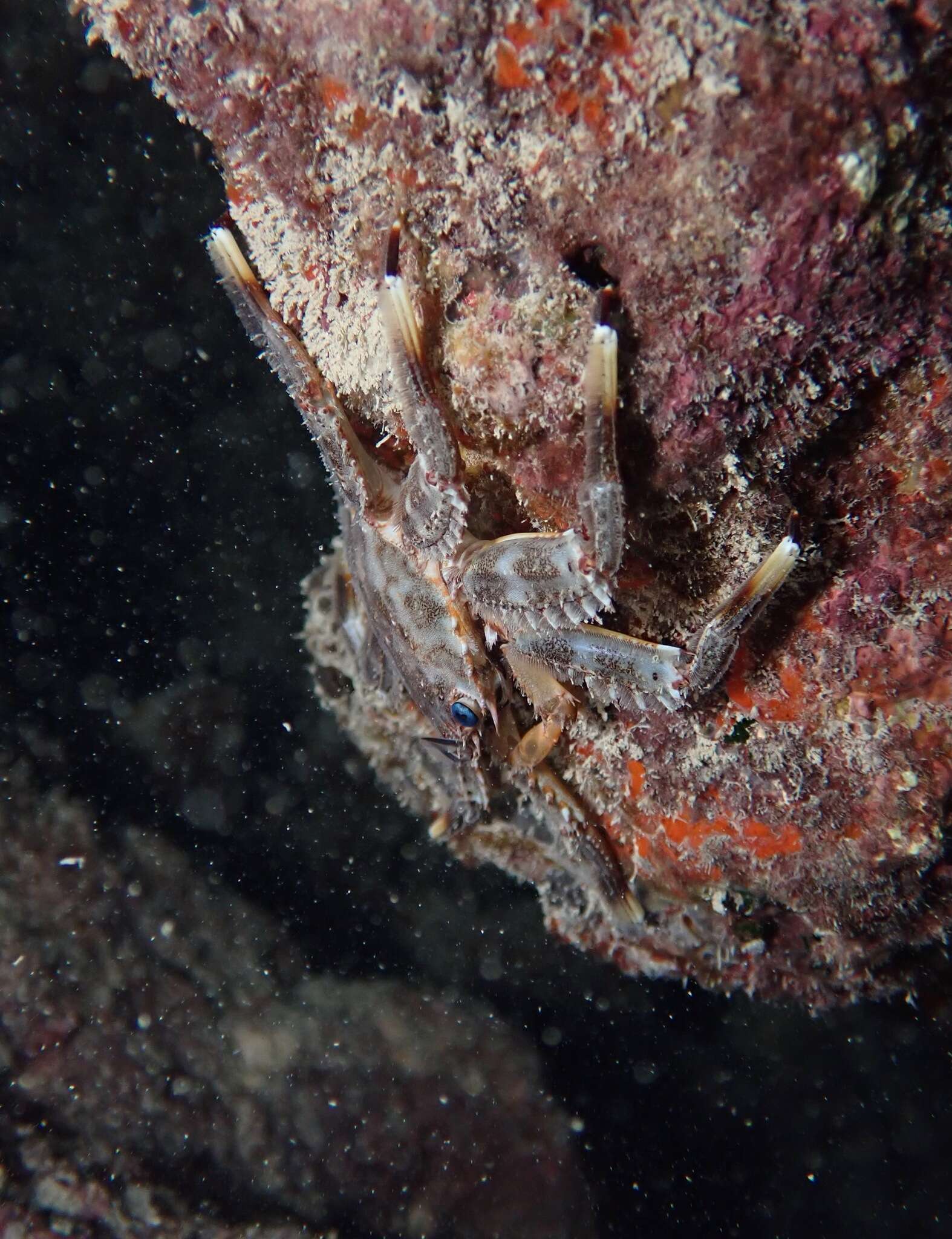 Image of blue-eyed rock crab