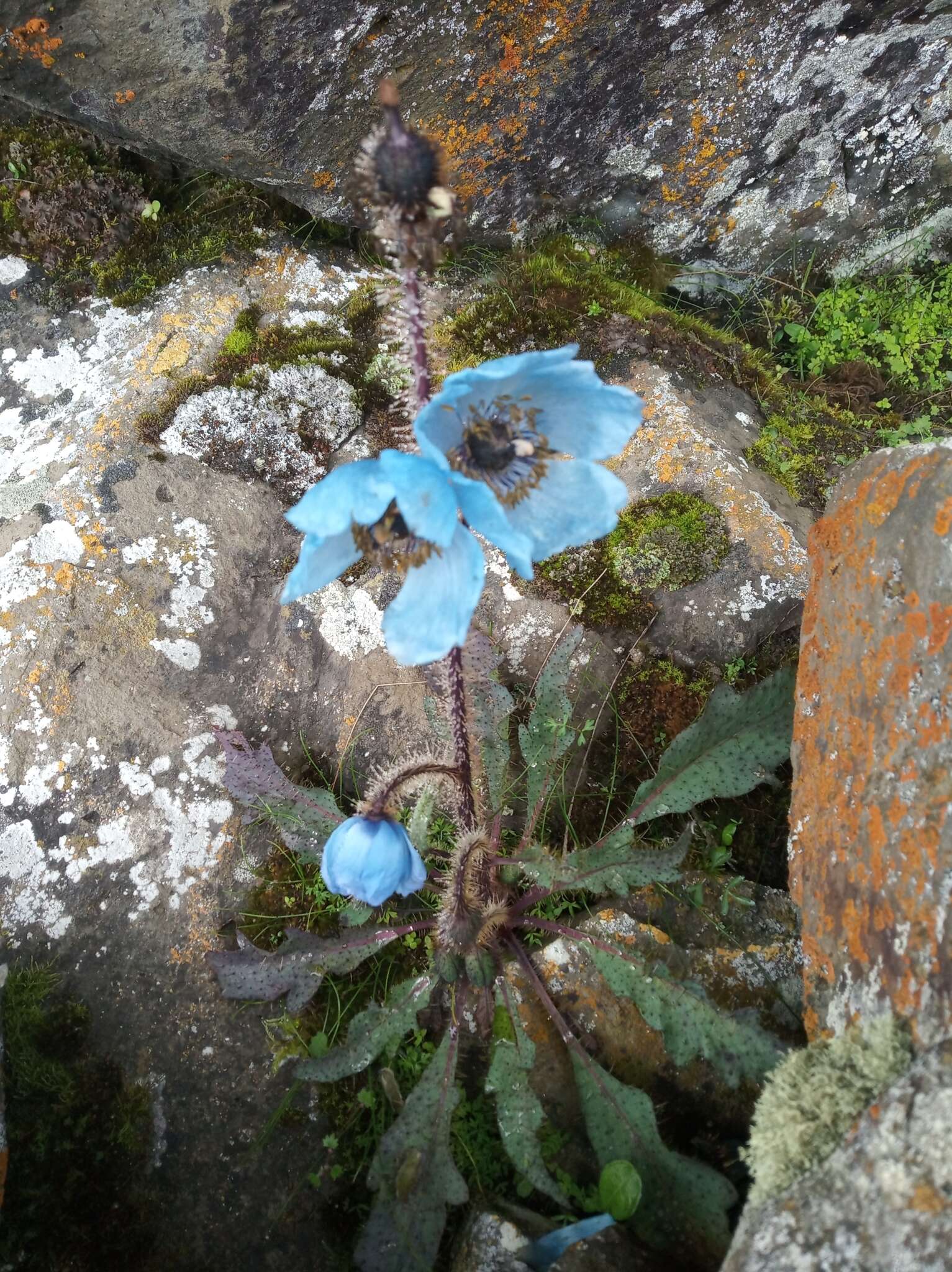 Imagem de Meconopsis horridula Hook. fil. & Thomson