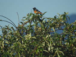 Image of Hodgson's Redstart