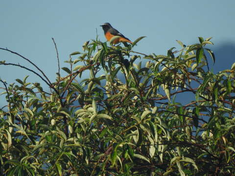 Image of Hodgson's Redstart