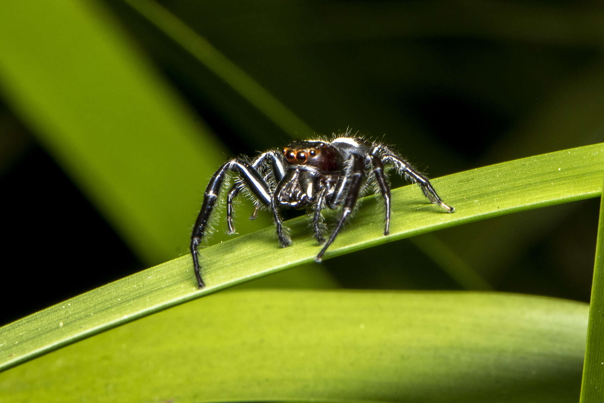 Image of Opisthoncus grassator Keyserling 1883