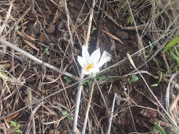 Image of Crocus aleppicus Baker