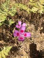 Imagem de Clarkia gracilis subsp. sonomensis (C. L. Bitchc.) F. H. Lewis & M. E. Lewis